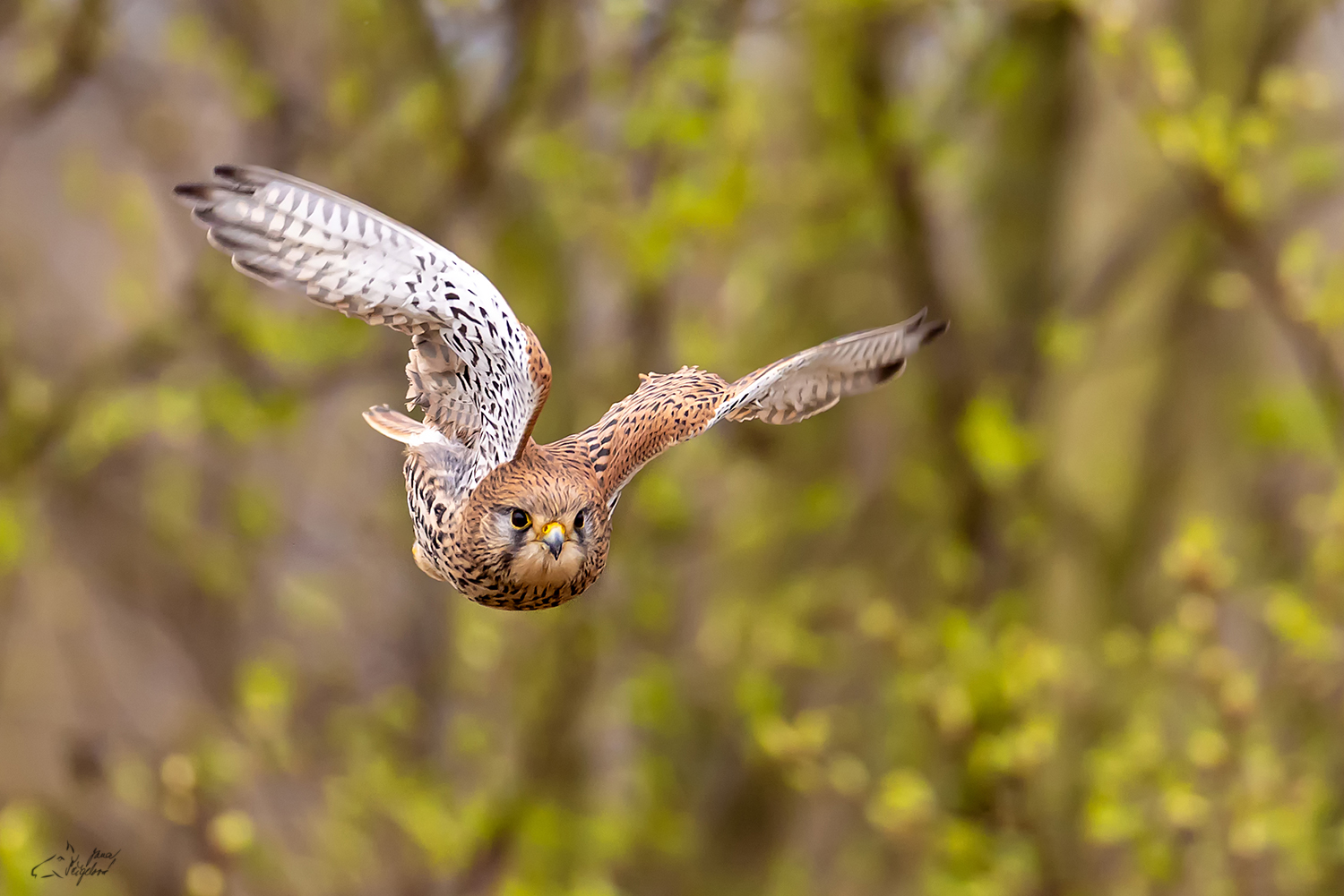 Poštolka obecná (Falco tinnunculus) - Common kestrel