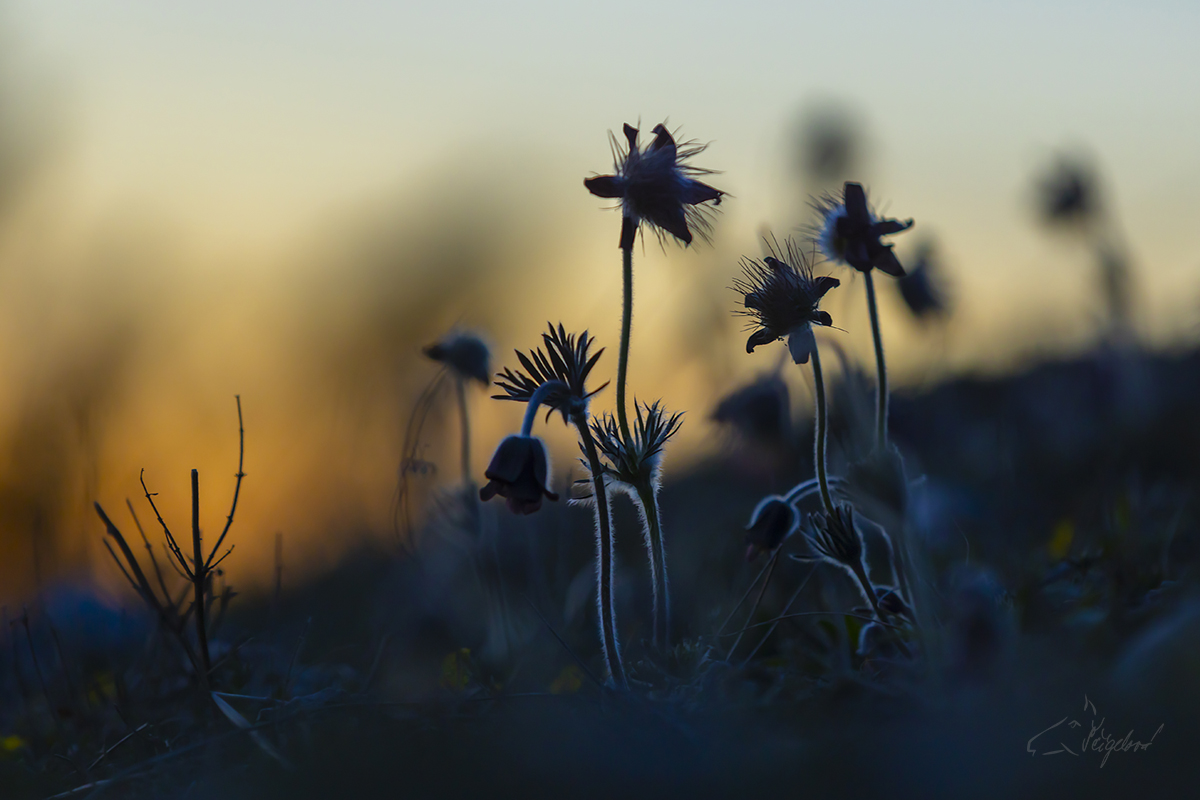 Koniklec luční (Pulsatilla pratensis) - Small pasque flower