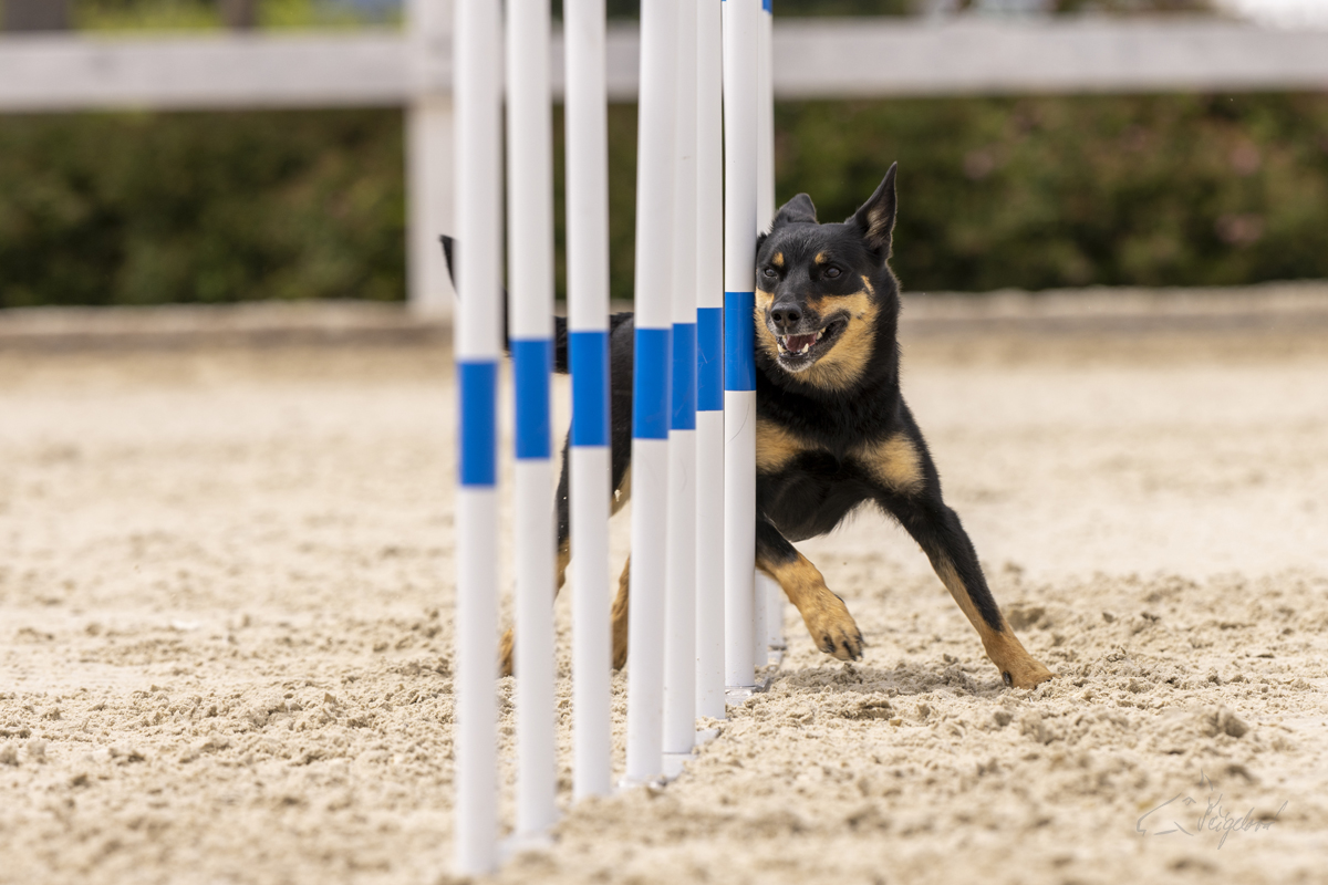 2022-07-09 Agility 005 kopie