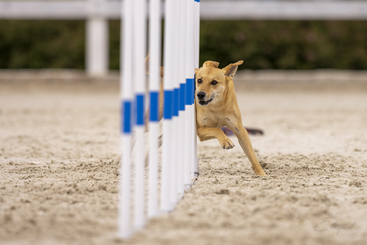 2022-07-09 Agility 014 kopie