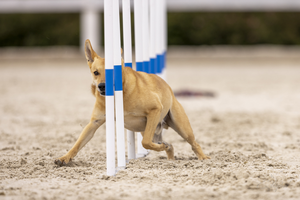 2022-07-09 Agility 015 kopie