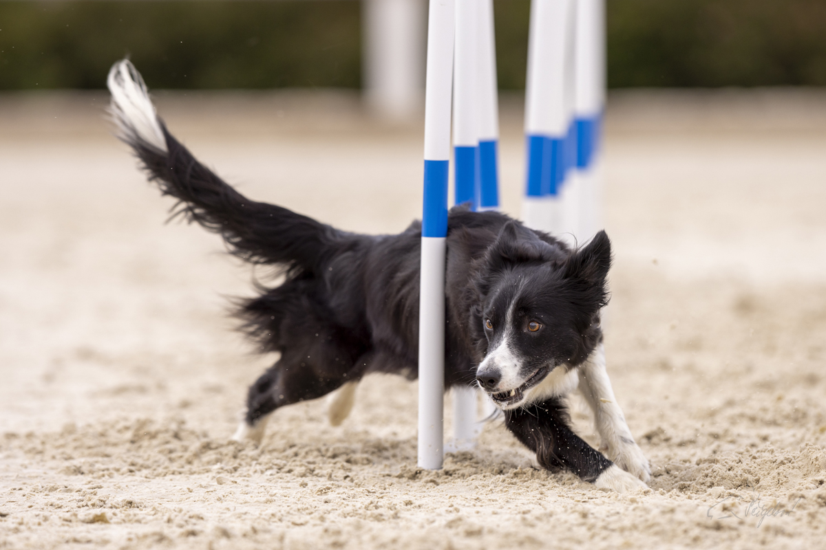 2022-07-09 Agility 029 kopie