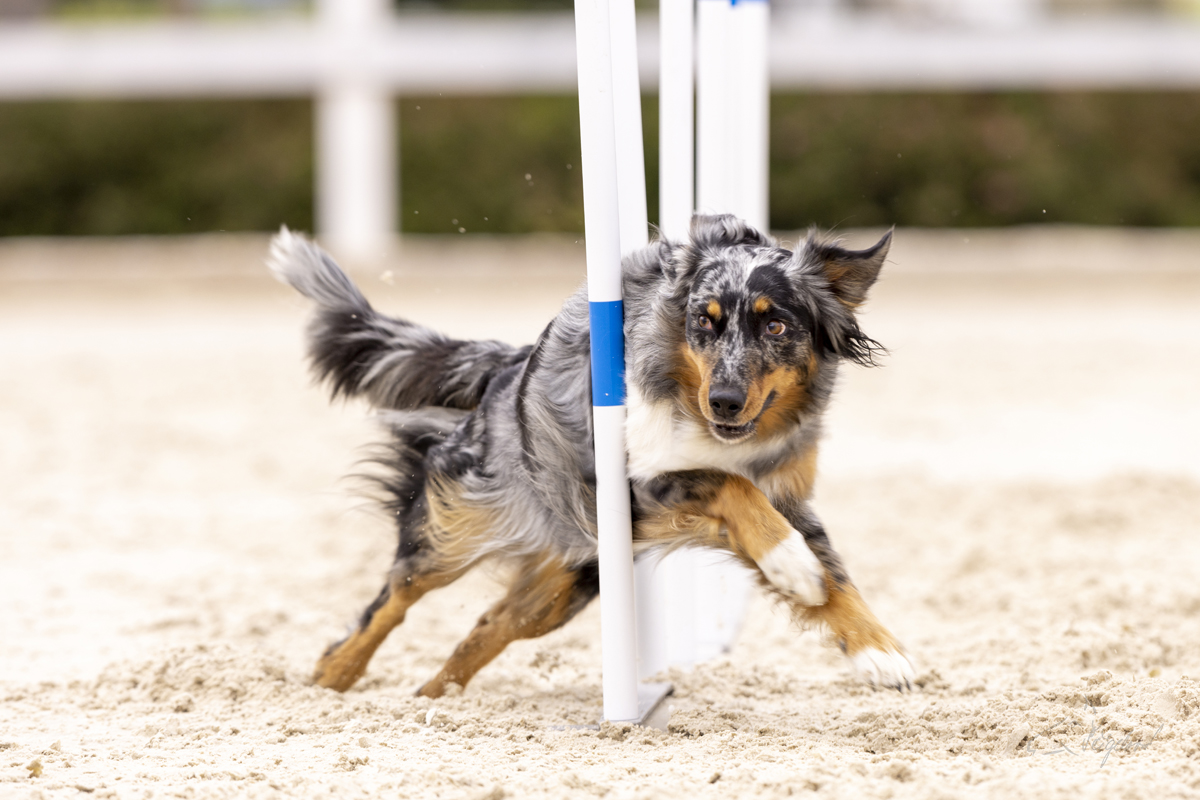 2022-07-09 Agility 060 kopie