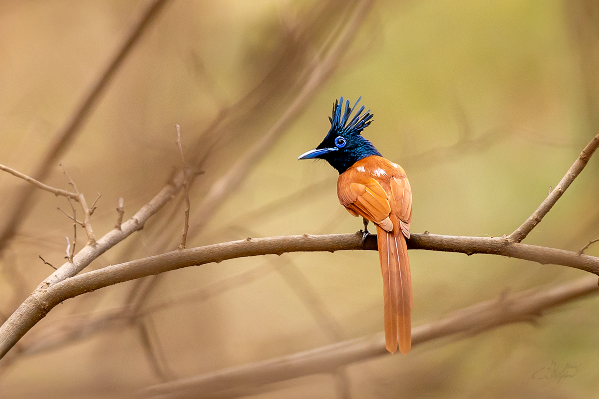 Lejskovec rajský (Terpsiphone paradisi) - Indian paradise flycatcher