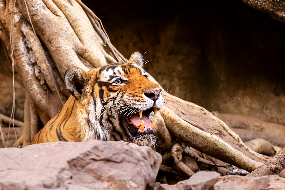 Tygr indický ( Panthera tigris tigris) - Bengal tiger