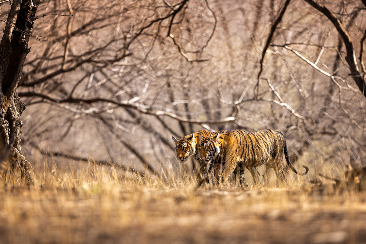 Tygr indický ( Panthera tigris tigris) - Bengal tiger