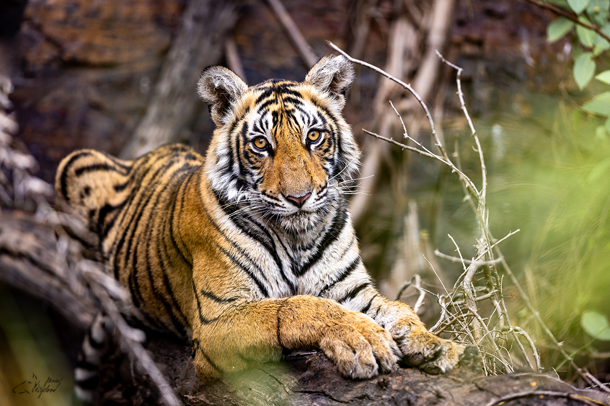 Tygr indický ( Panthera tigris tigris) - Bengal tiger