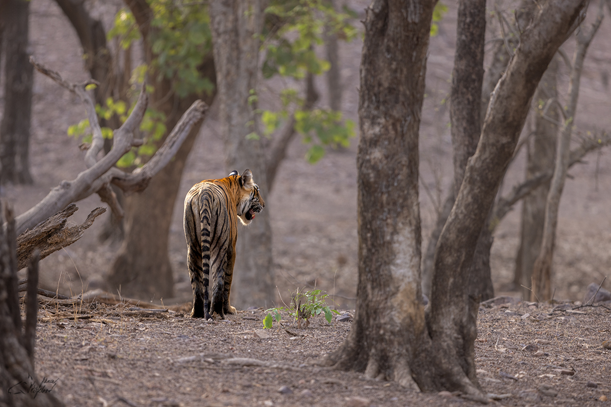 Tygr indický ( Panthera tigris tigris) - Bengal tiger