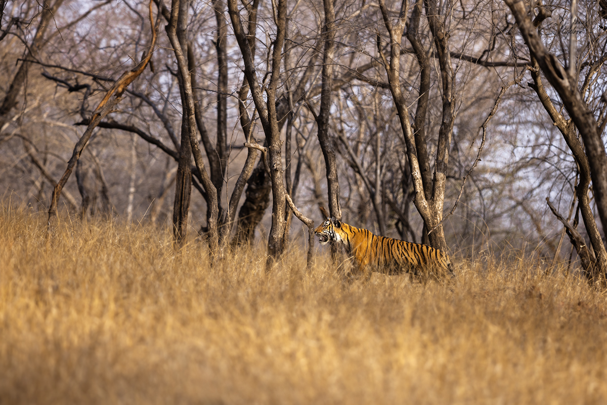 Tygr indický ( Panthera tigris tigris) - Bengal tiger