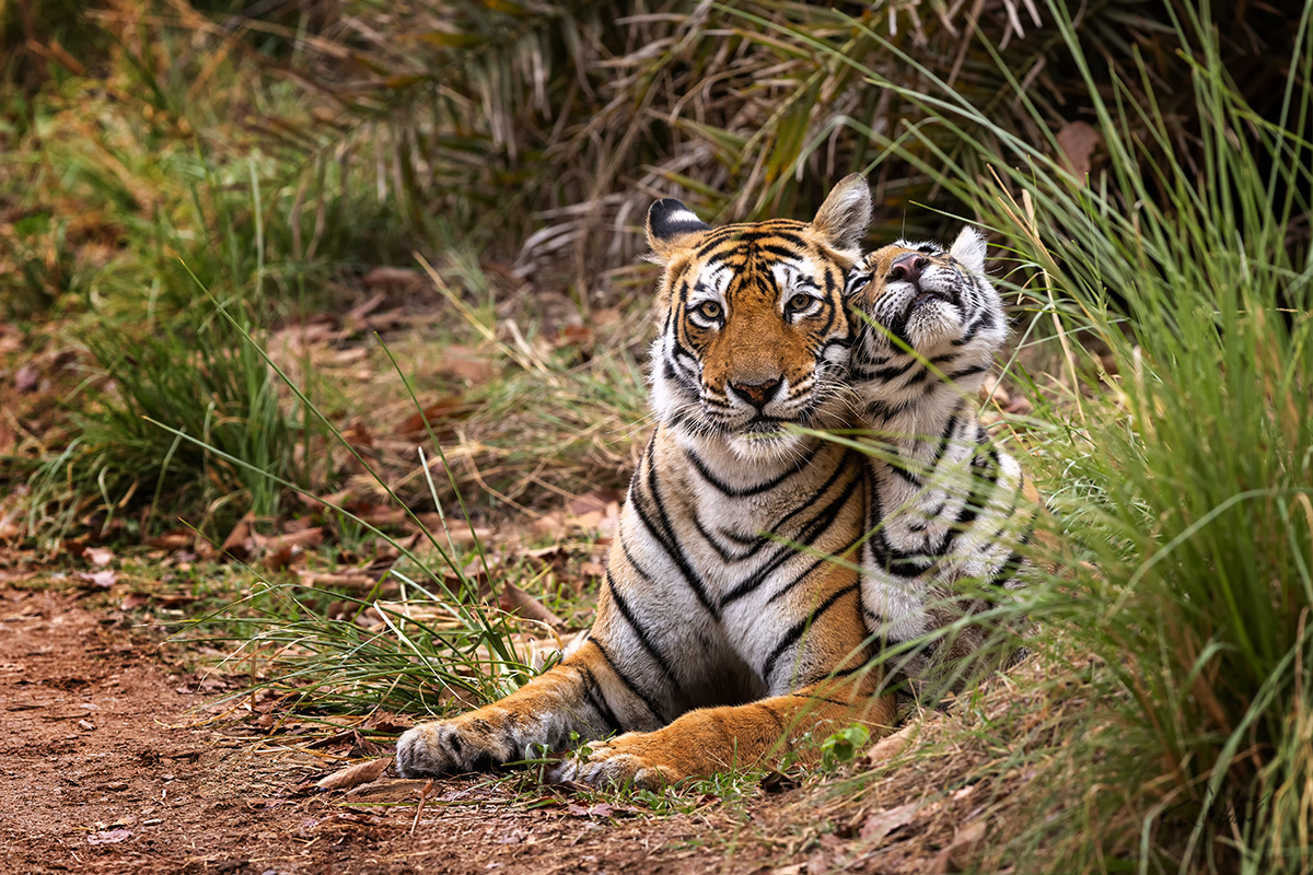 Tygr indický ( Panthera tigris tigris) - Bengal tiger