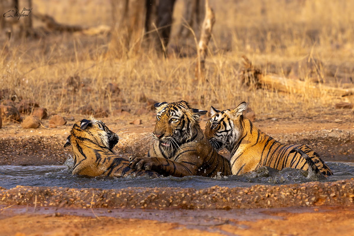 Tygr indický ( Panthera tigris tigris) - Bengal tiger