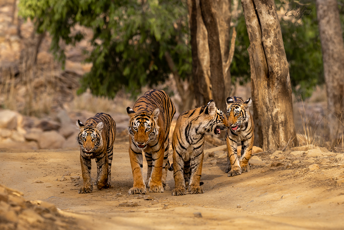 Tygr indický ( Panthera tigris tigris) - Bengal tiger