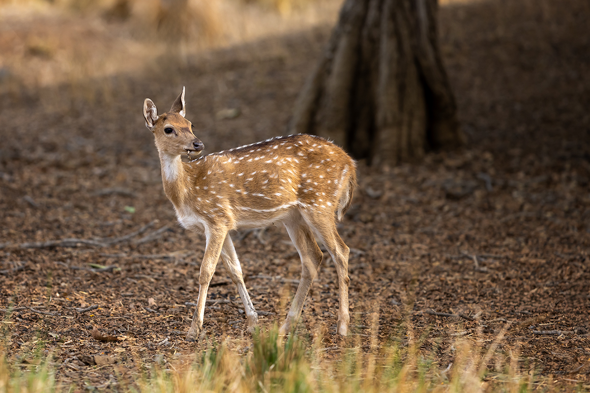 Axis indický (Axis axis) - Spotted deer