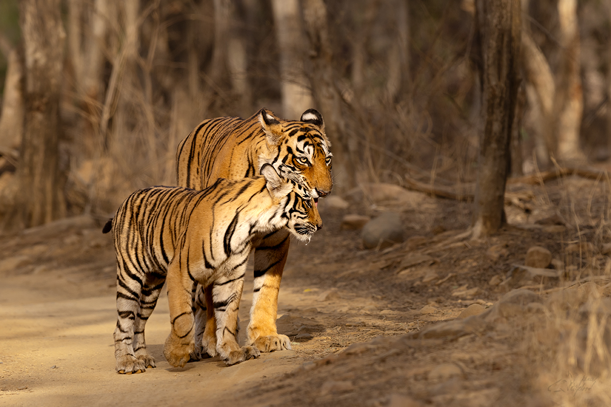 Tygr indický ( Panthera tigris tigris) - Bengal tiger