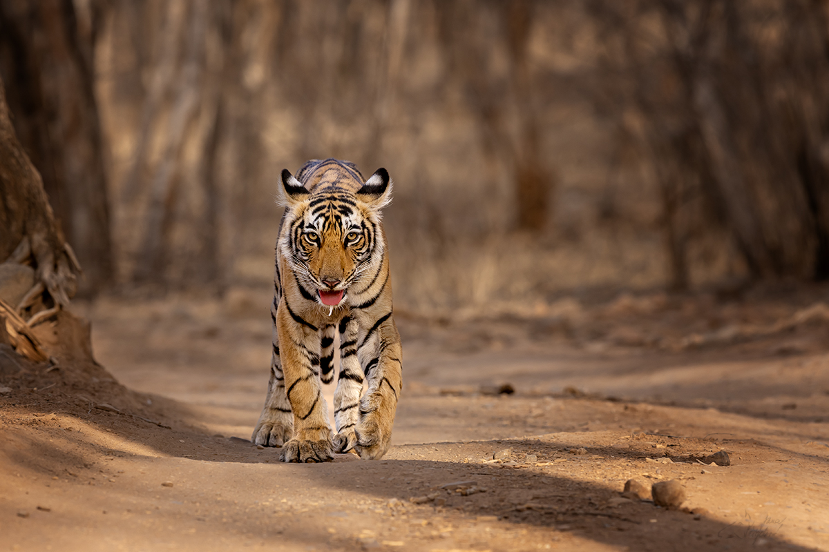 Tygr indický ( Panthera tigris tigris) - Bengal tiger