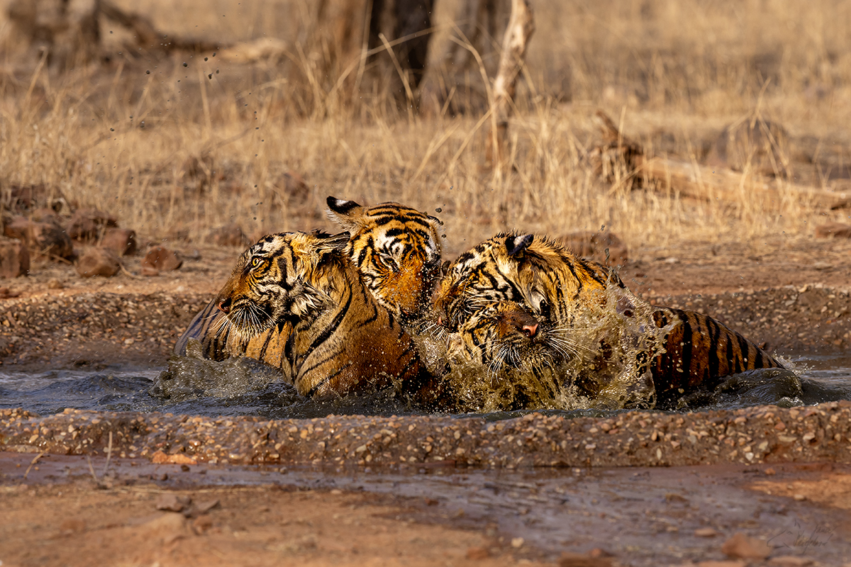 Tygr indický ( Panthera tigris tigris) - Bengal tiger