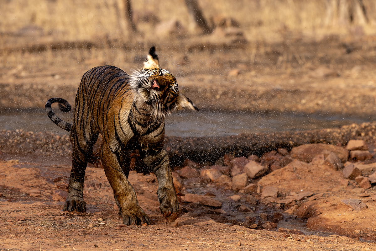 Tygr indický ( Panthera tigris tigris) - Bengal tiger