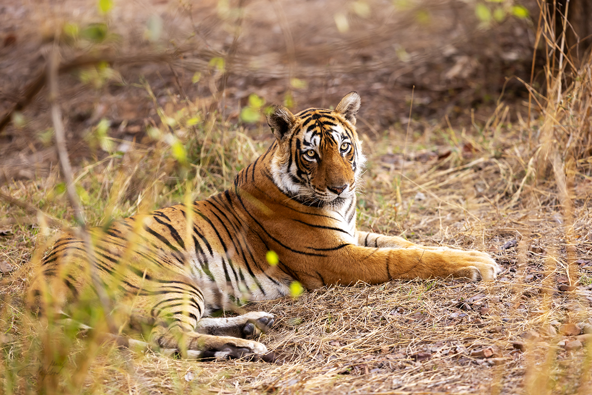 Tygr indický ( Panthera tigris tigris) - Bengal tiger