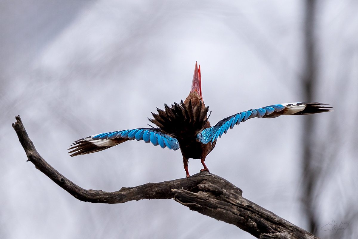 Ledňáček hnedohlavý (Halcyon smyrnensis) - White-throated kingfisher