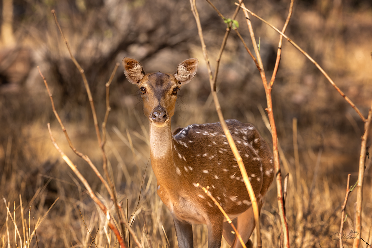 Axis indický (Axis axis) - Spotted deer