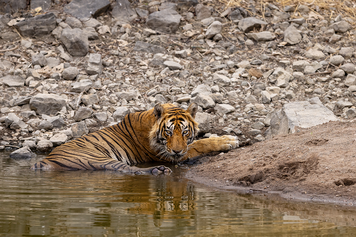 Tygr indický ( Panthera tigris tigris) - Bengal tiger