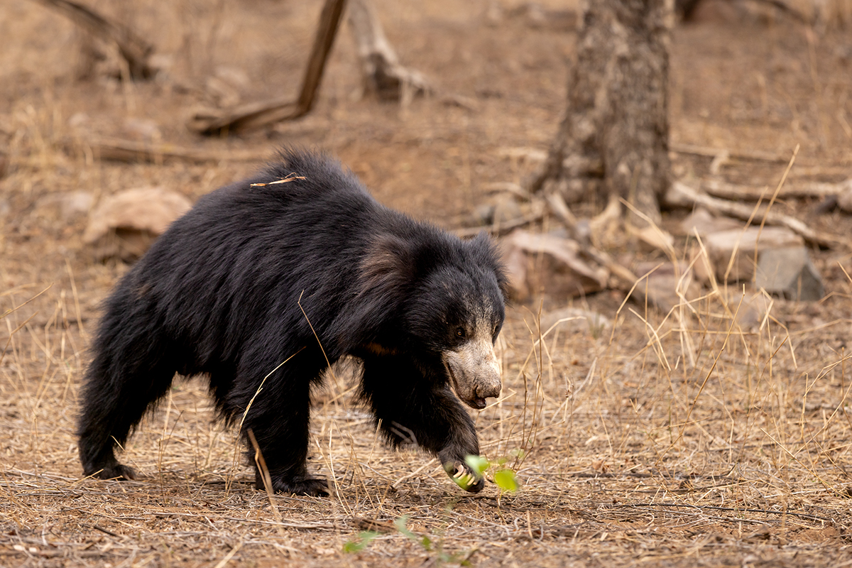 Medvěd pyskatý (Melursus ursinus) - Sloth bear