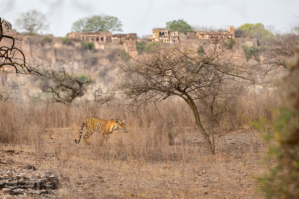 Tygr indický ( Panthera tigris tigris) - Bengal tiger