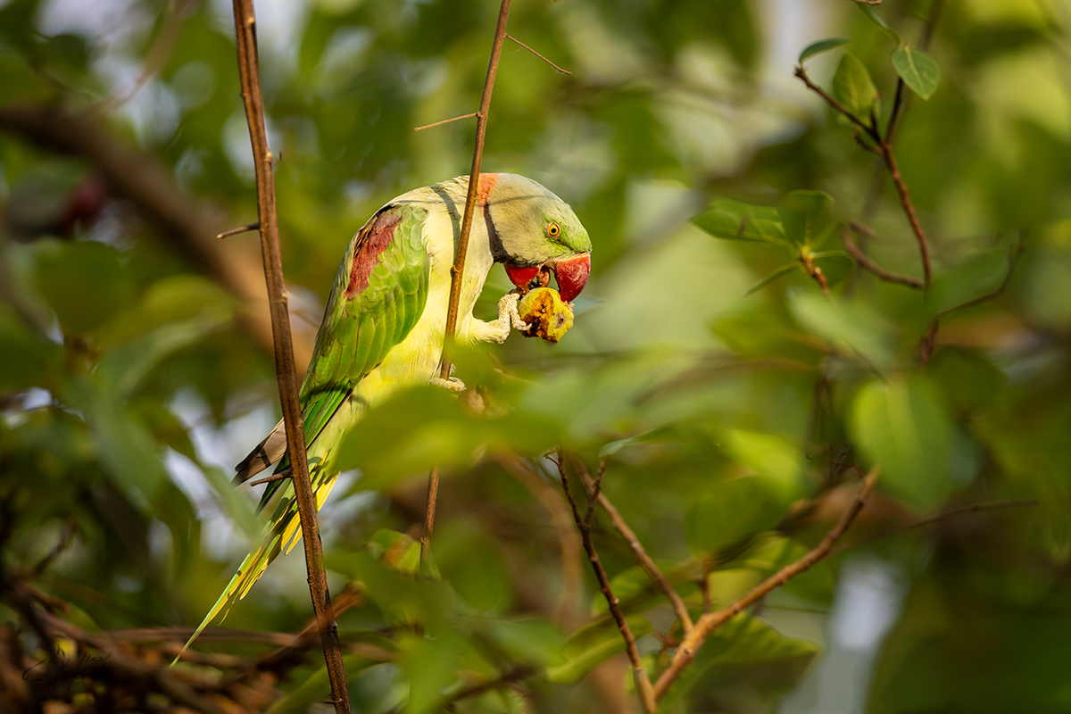 Alexandr velký (Psittacula eupatria) - Alexandrine parakeet