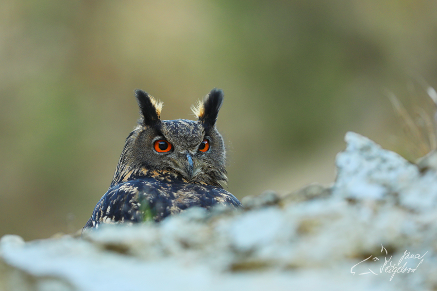 Výr velký (Bubo bubo)