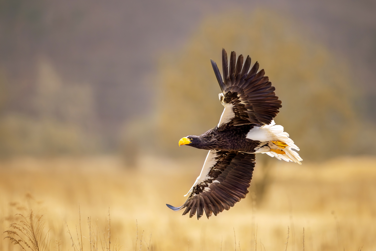 Orel kamčatský (Haliaeetus pelagicus) - Steller´s sea eagle