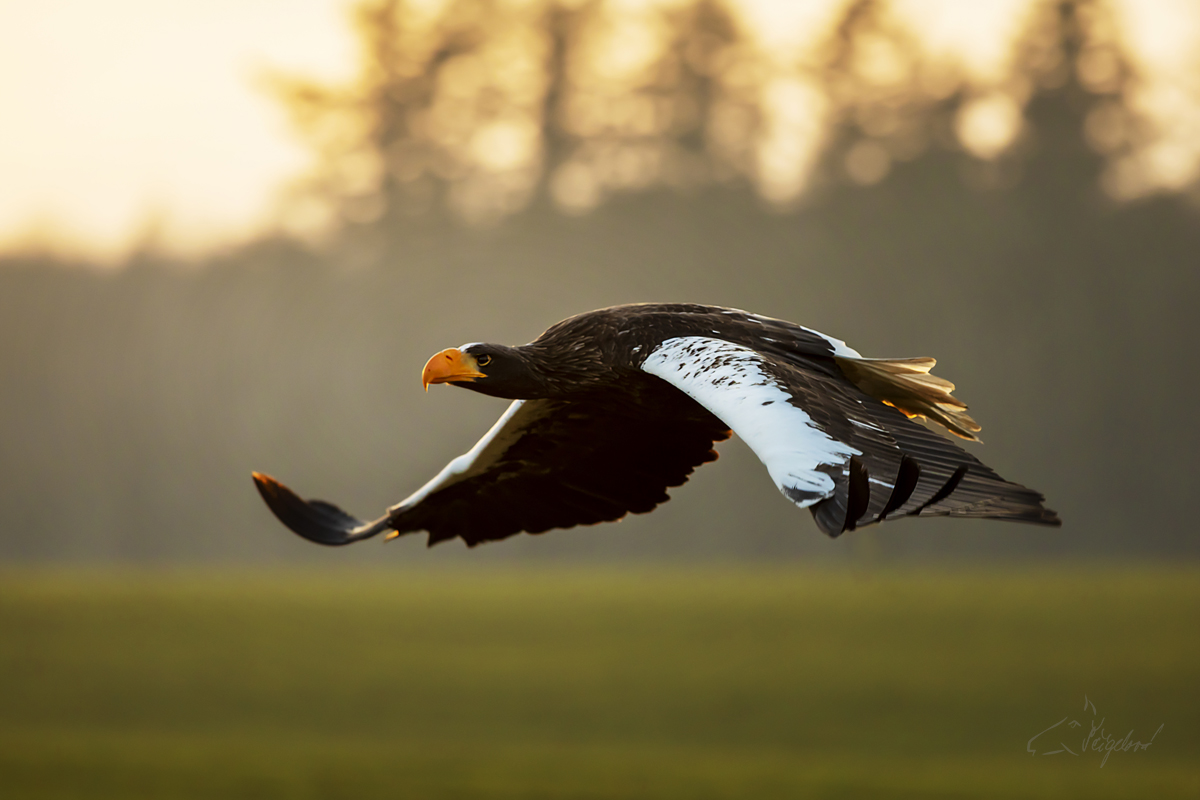 Orel východní (Haliaeetus pelagicus) - Steller´s sea eagle