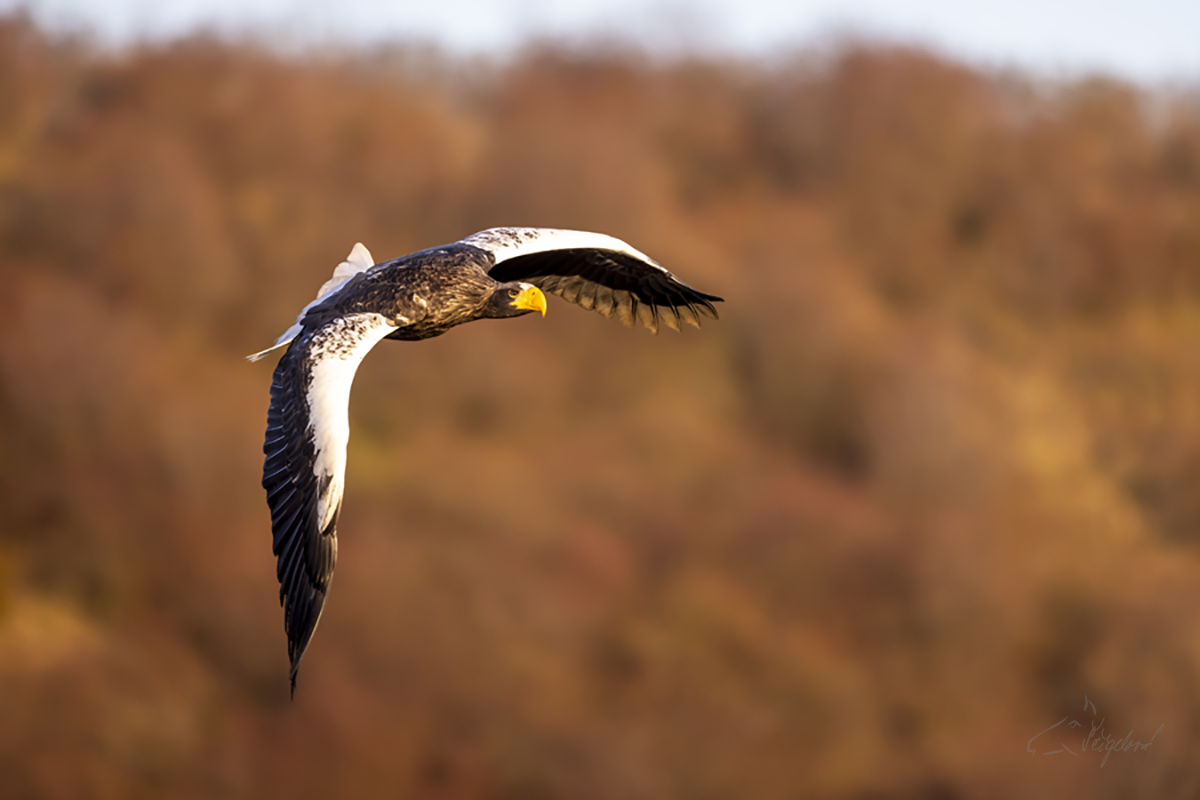 Orel východní (Haliaeetus pelagicus) - Steller´s sea eagle