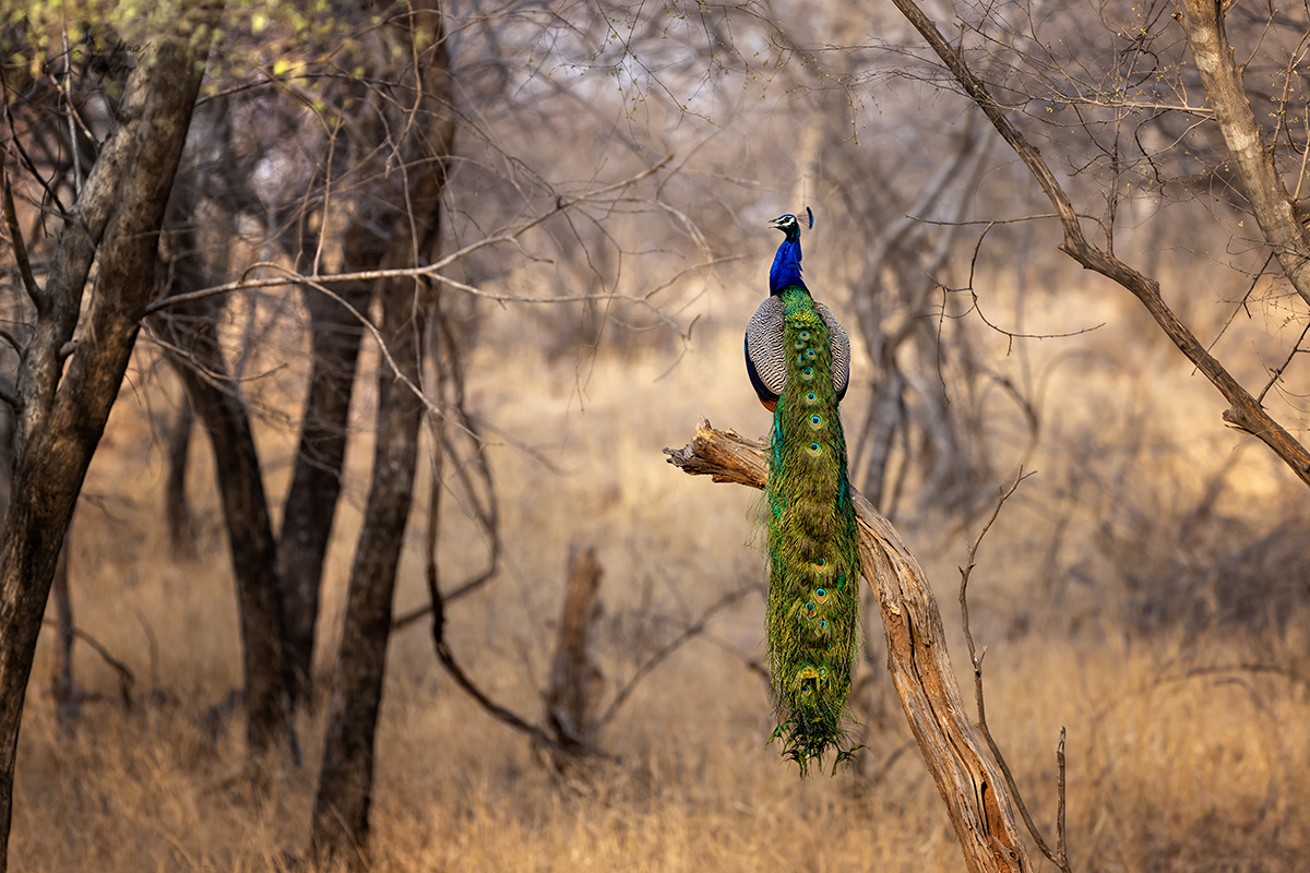 Páv korunkatý (Pavo cristatus) - Indian peafowl