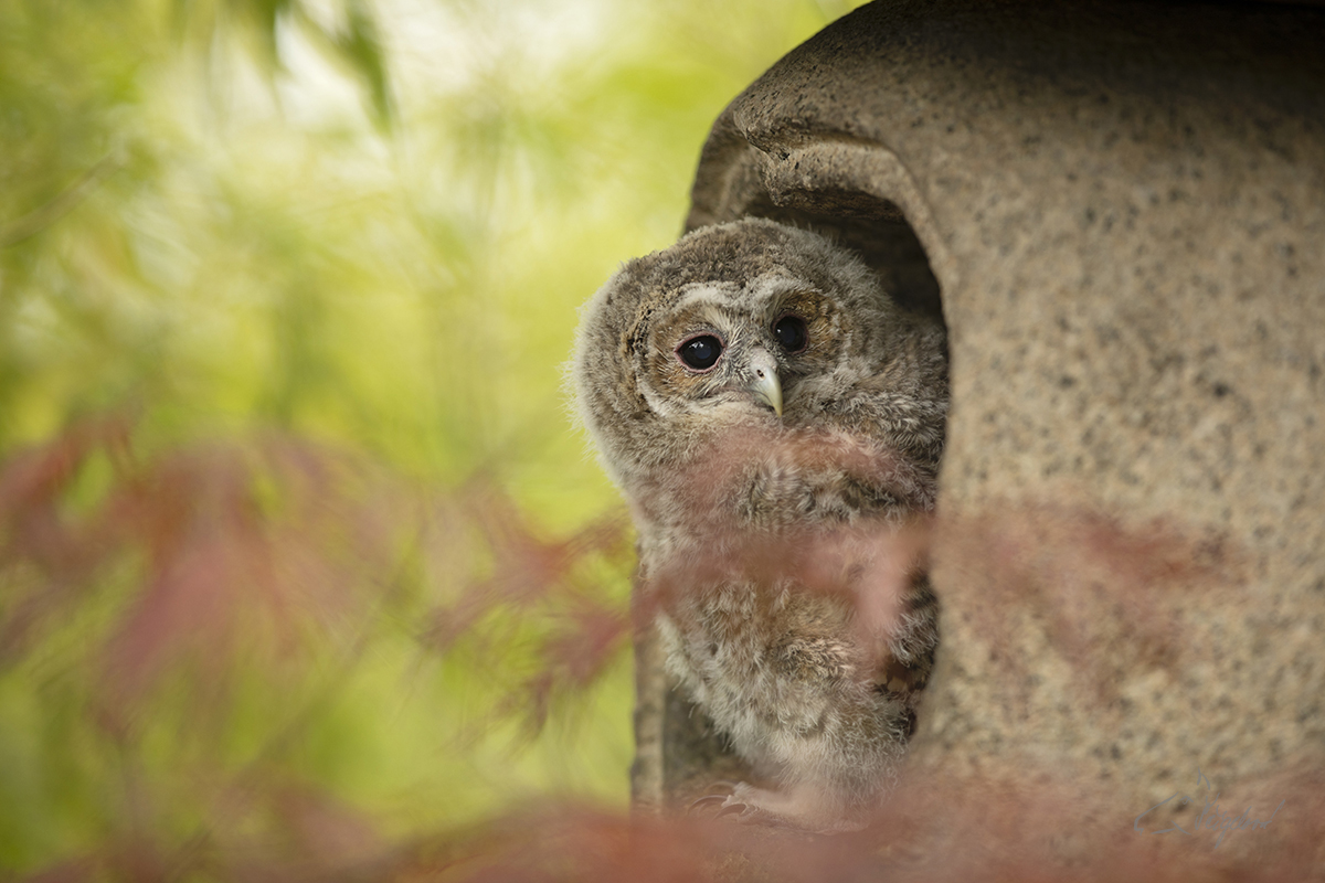 Puštík obecný (Strix aluco) - Tawny owl