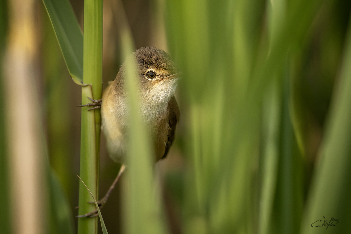 Rákosník velký (Acrocephalus arundinaceus) - Great reed warbler