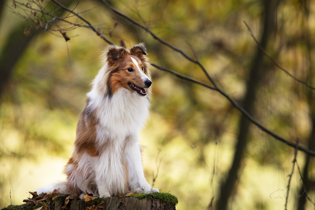 Sheltie