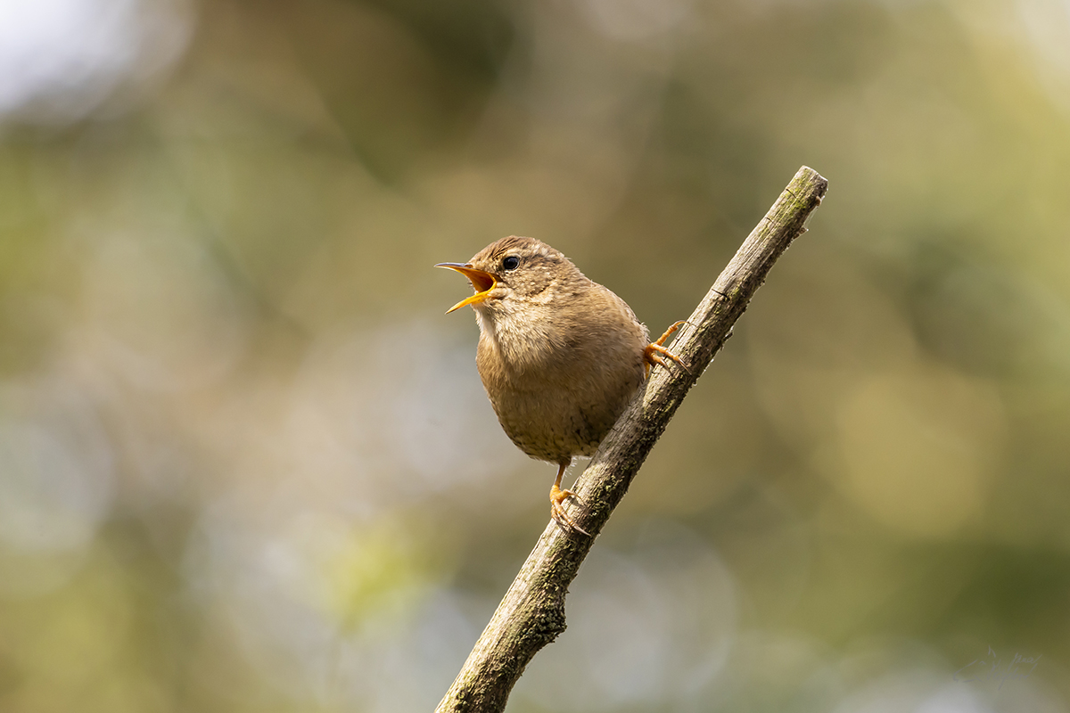 Střízlík obecný (Troglodytes troglodytes) - Eurasian wren