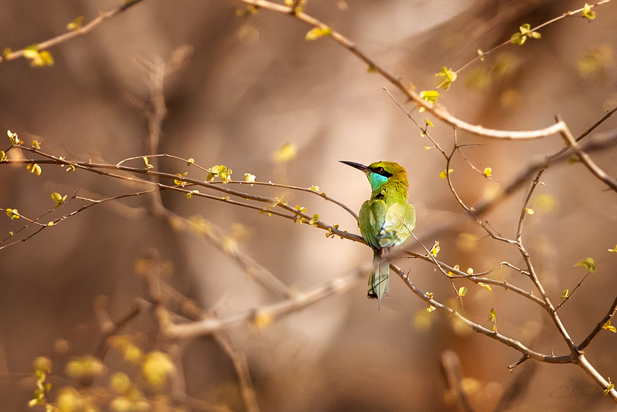 Vlha proměnlivá (Merops orientalis) - Asian green bee-eater