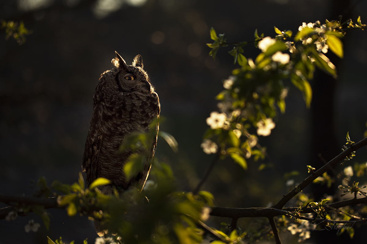 Výr bengálský (Bubo bengalensis) - Indian eagle-owl